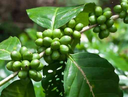 Green Coffee Bean Extract-Chlorogenic acid 45--60--